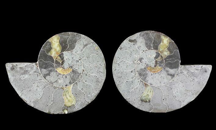 Bargain, Cut & Polished Ammonite Fossil - Mud Filled #73948